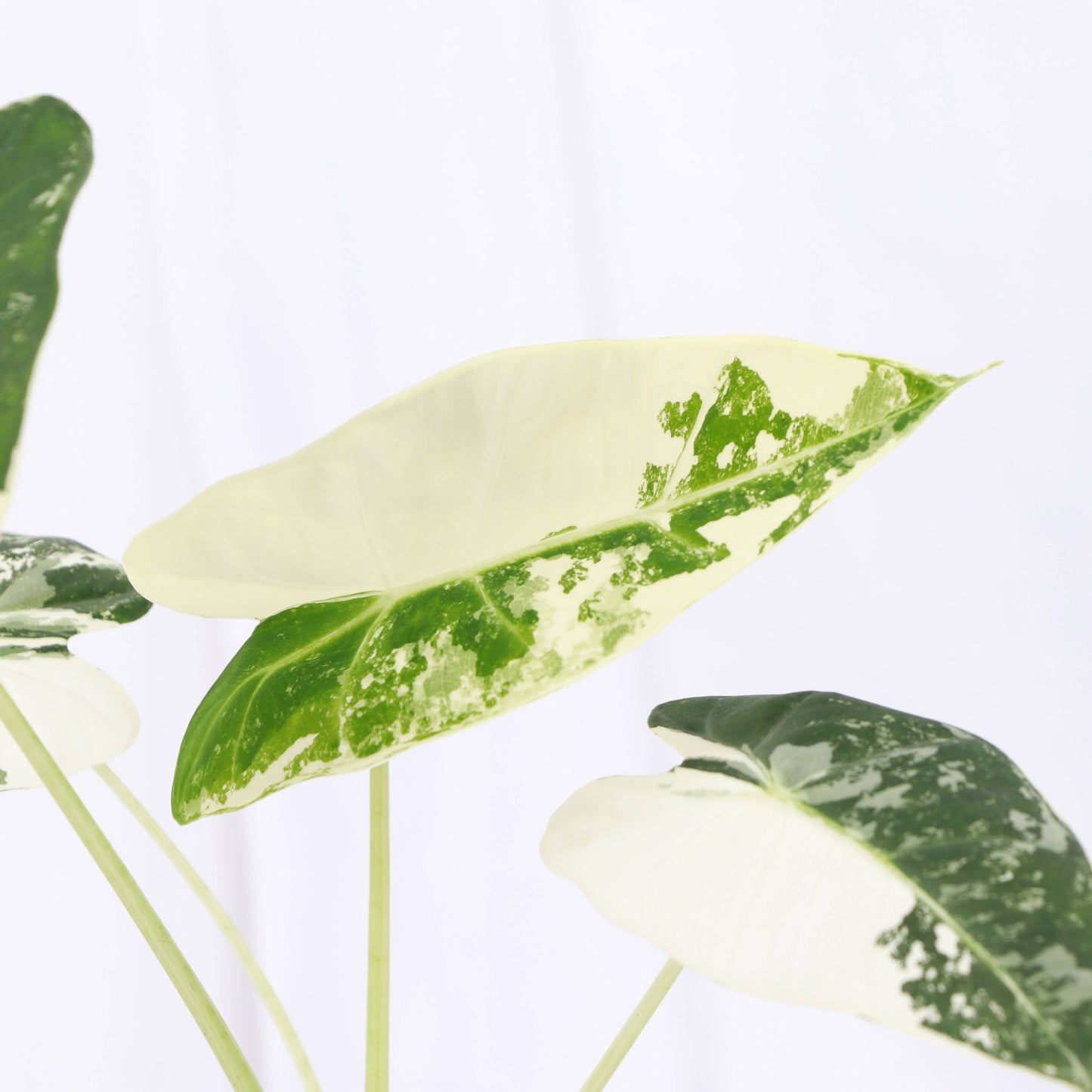 Variegated Alocasia Frydek - 4" Live Plant
