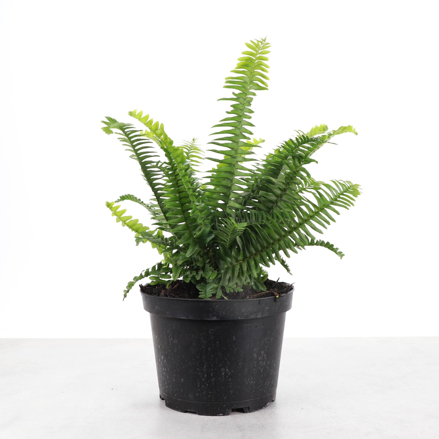 Kimberly Queen  Fern - 6" Live Plant
