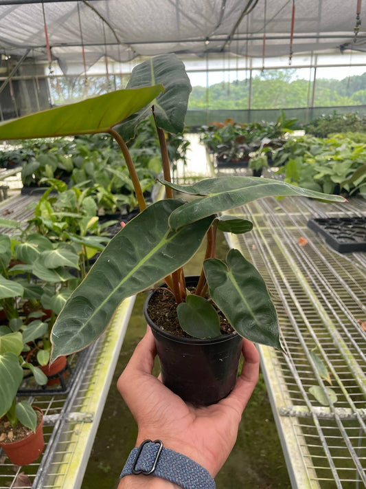 Philodendron 'Billietiae' 6"