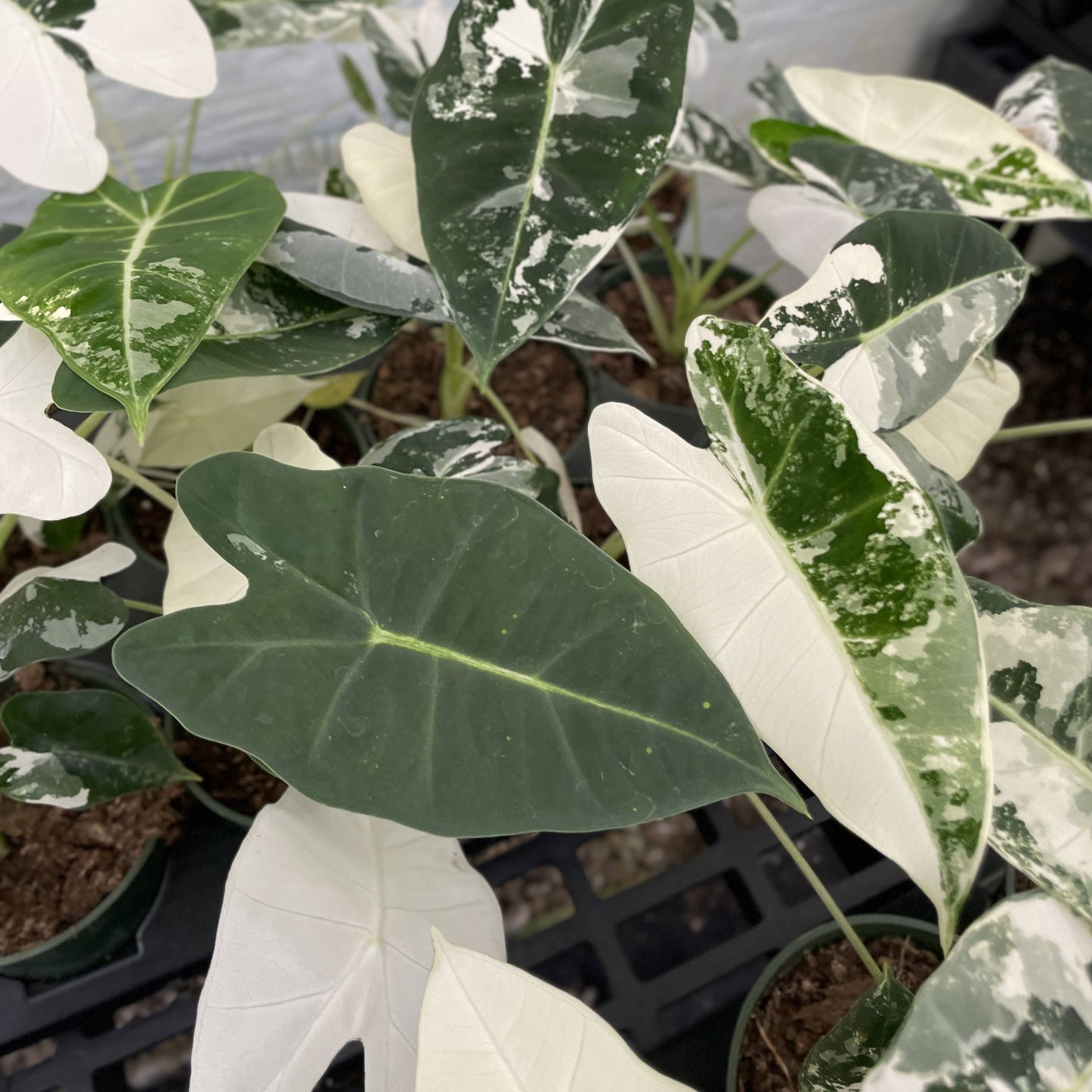 Variegated Alocasia Frydek - 4" Live Plant