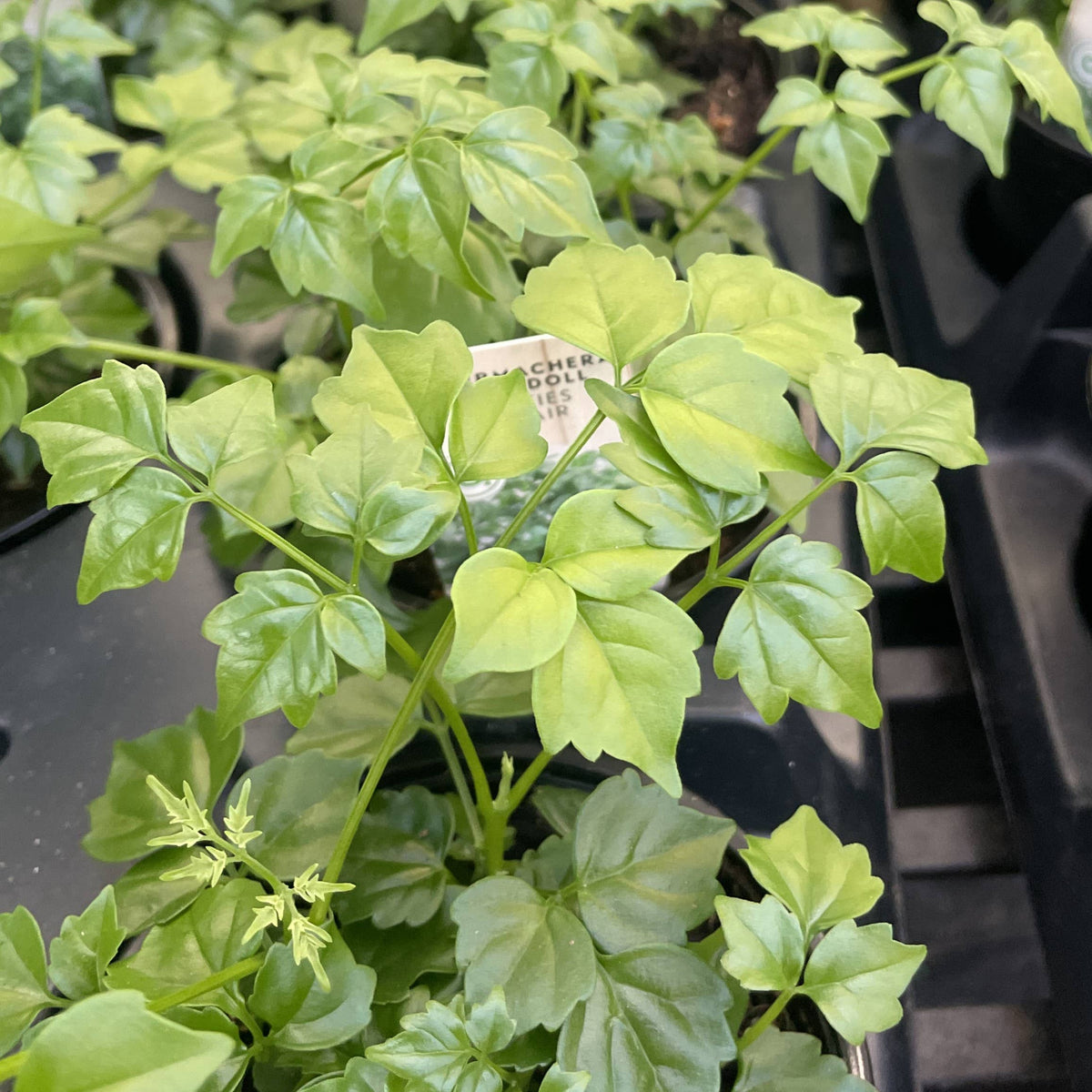 China Doll - 4" Live Plant
