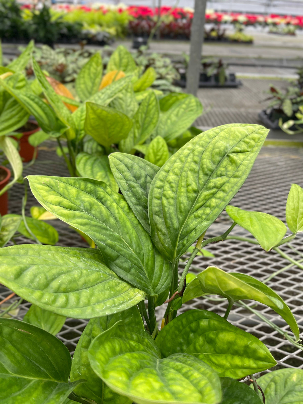 Monstera Peru - Live Plant