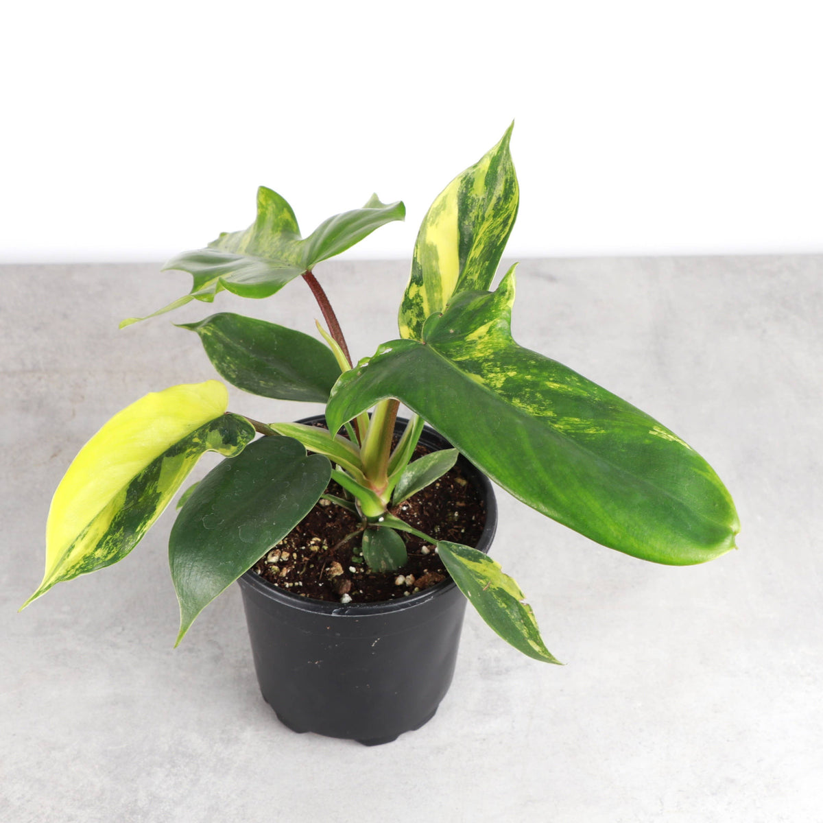 Variegated Florida Beauty Philodendron - 4" Live Rare Plant