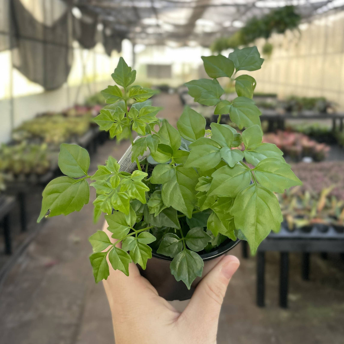 China Doll - 4" Live Plant