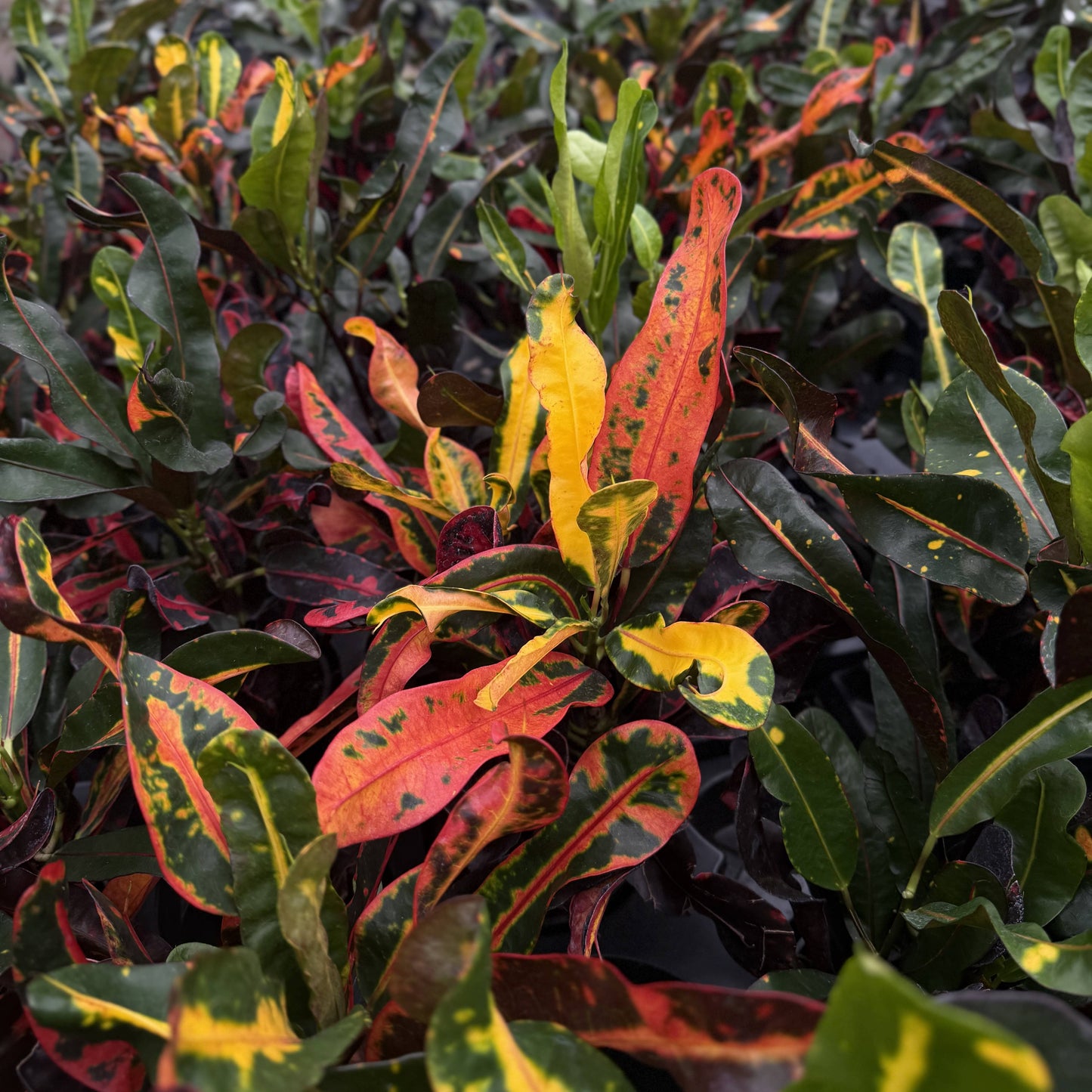 Mammy Croton - Live Plant