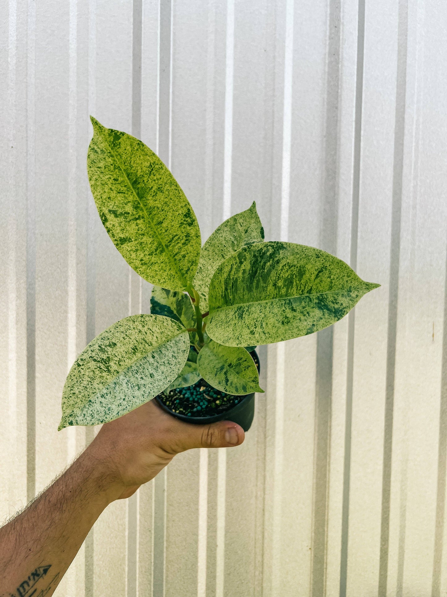 5” Ficus 'Shivereana'