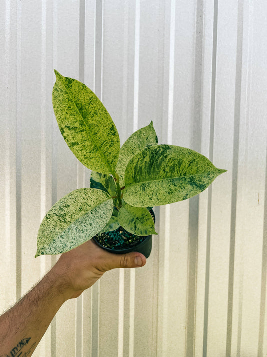 5” Ficus 'Shivereana'