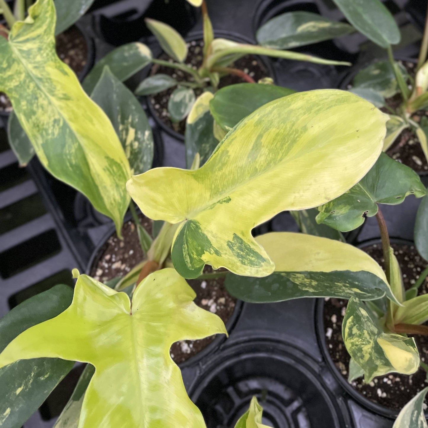 Variegated Florida Beauty Philodendron - 4" Live Rare Plant