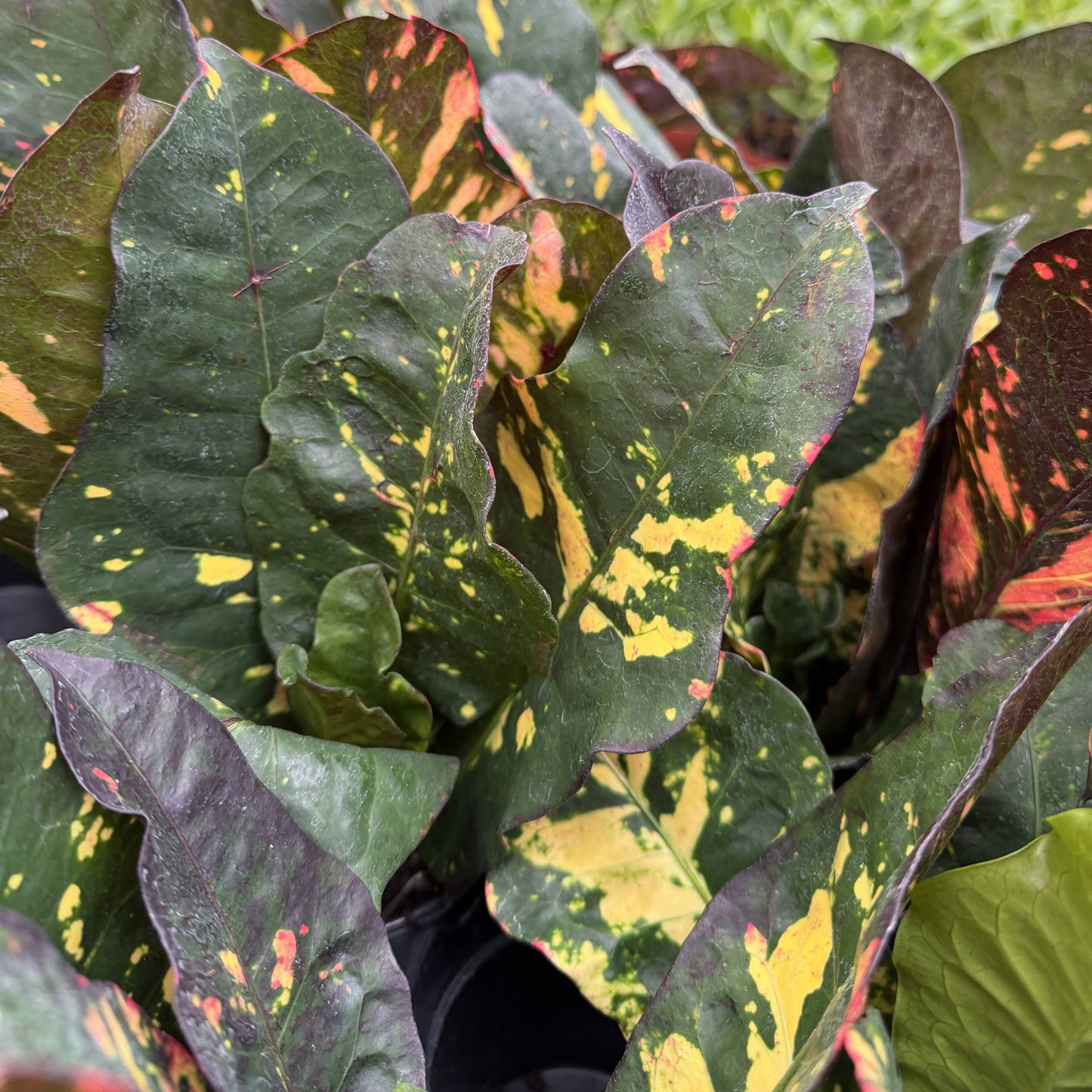 Multicolor Croton 'Magnificent' - 4" Live Plant