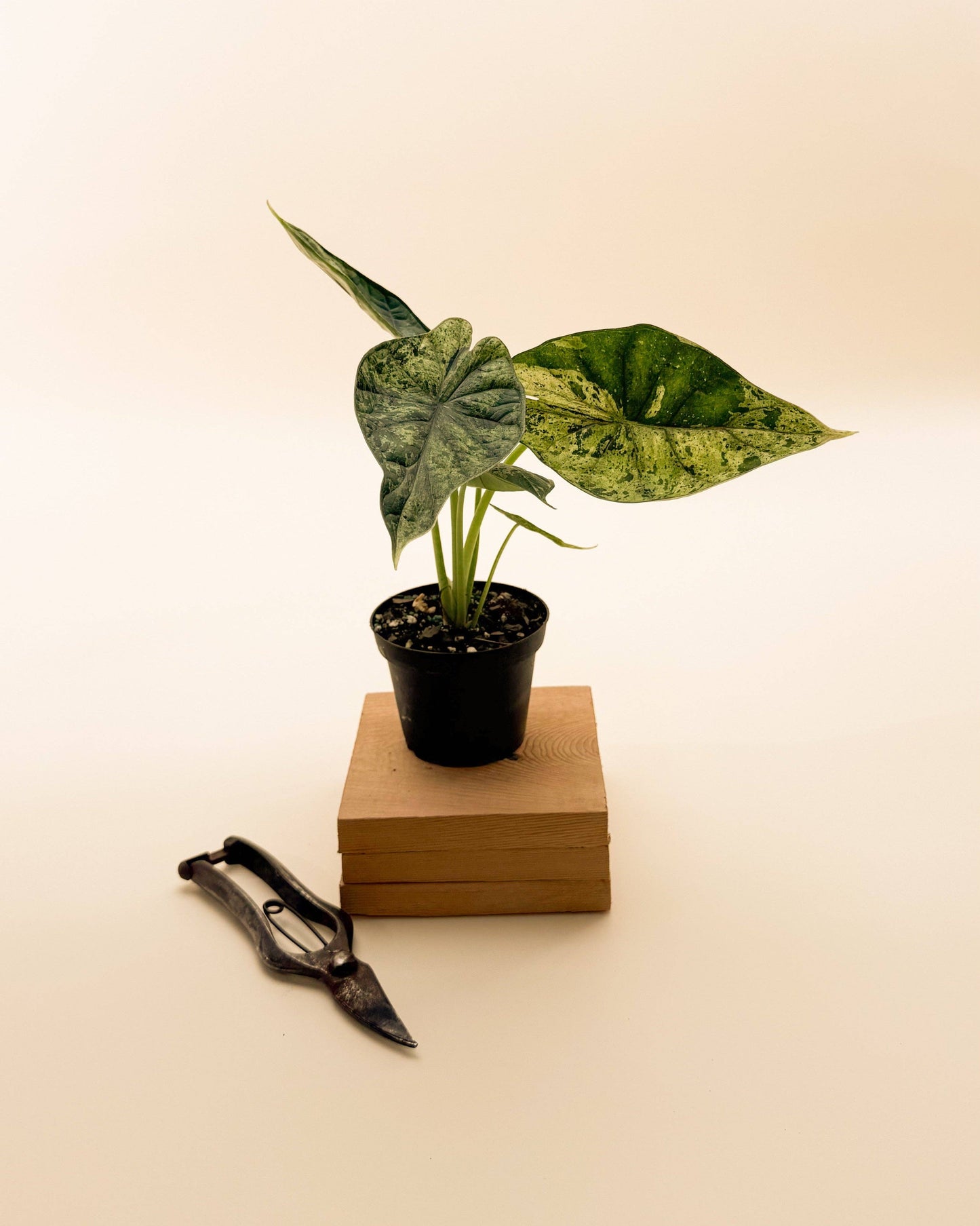 Variegated Alocasia 'Green Dragon Scale Mint'