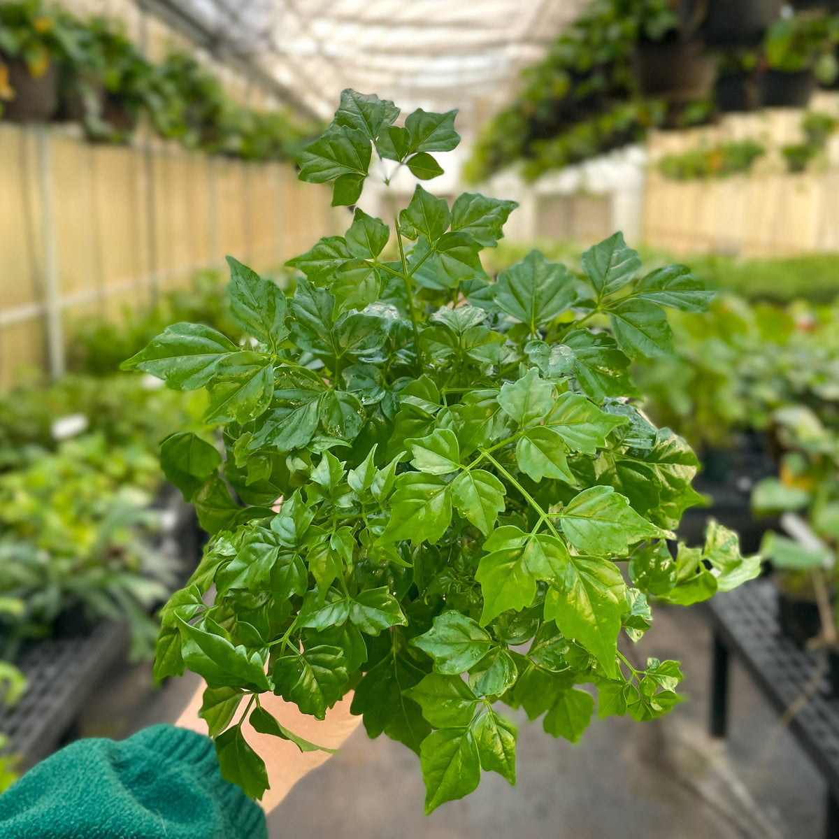 China Doll - 4" Live Plant