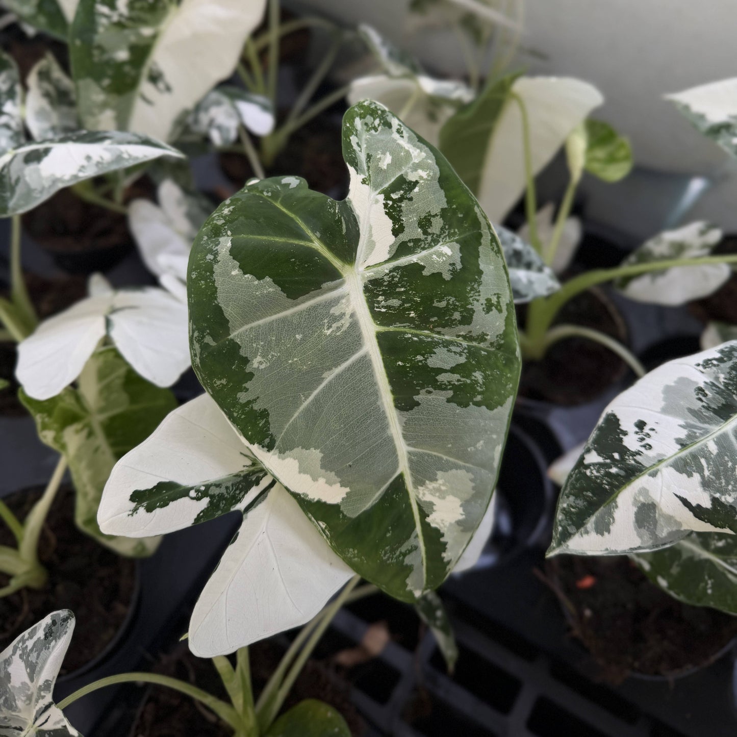Variegated Alocasia Frydek - 4" Live Plant