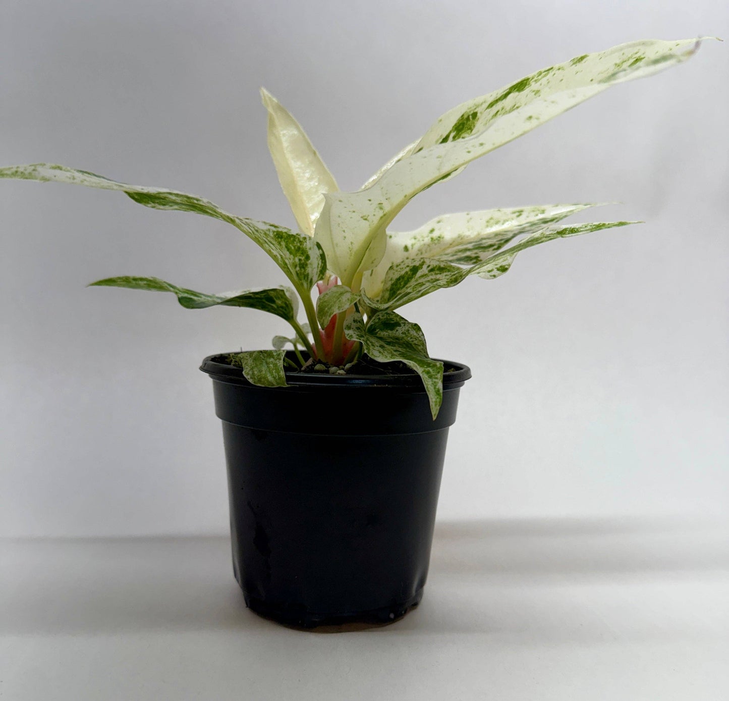 Anthurium 'Variegated Hookeri'