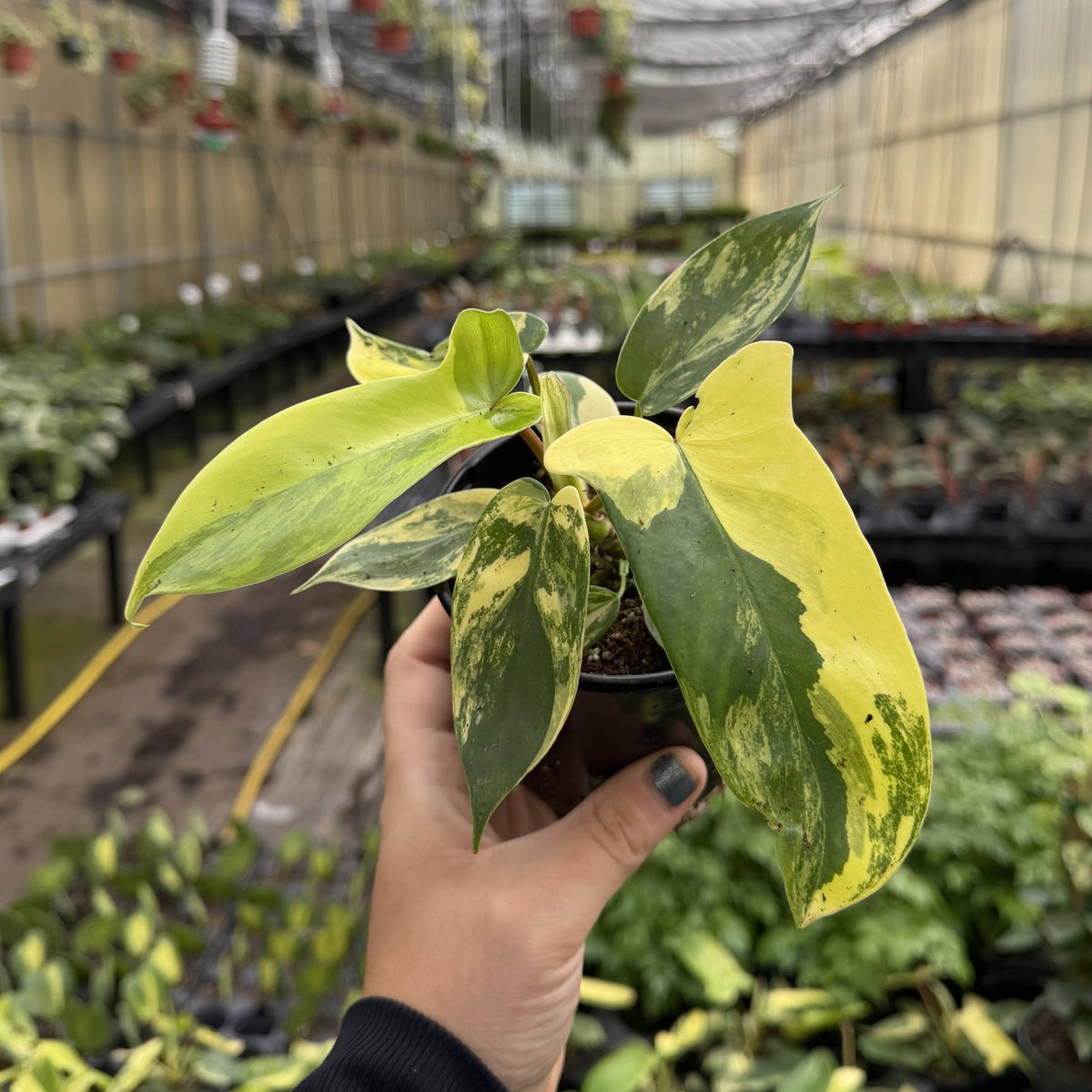Variegated Florida Beauty Philodendron - 4" Live Rare Plant