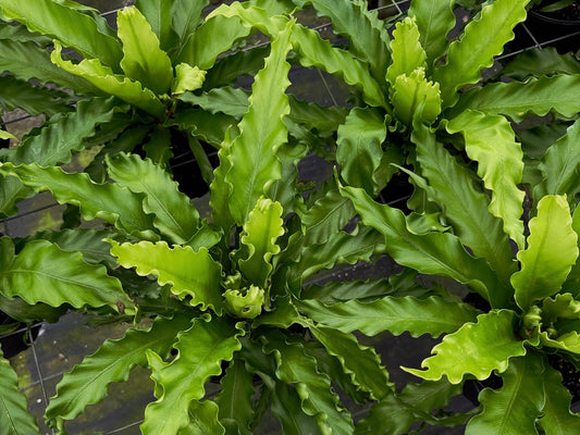 FERN Birdsnest Victoria Live Plant 6in