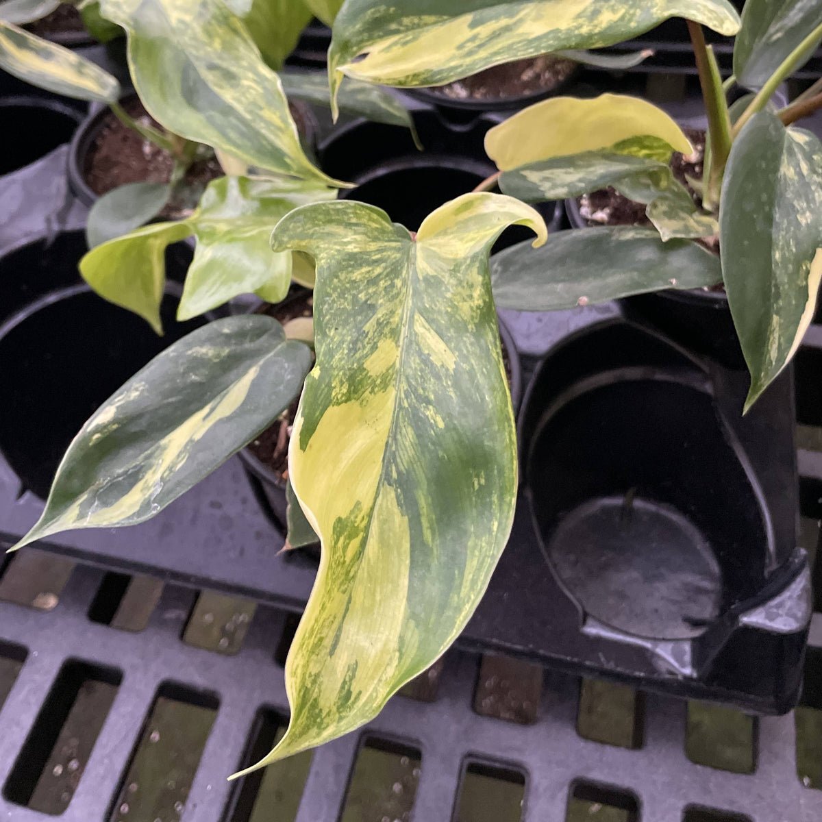 Variegated Florida Beauty Philodendron - 4" Live Rare Plant