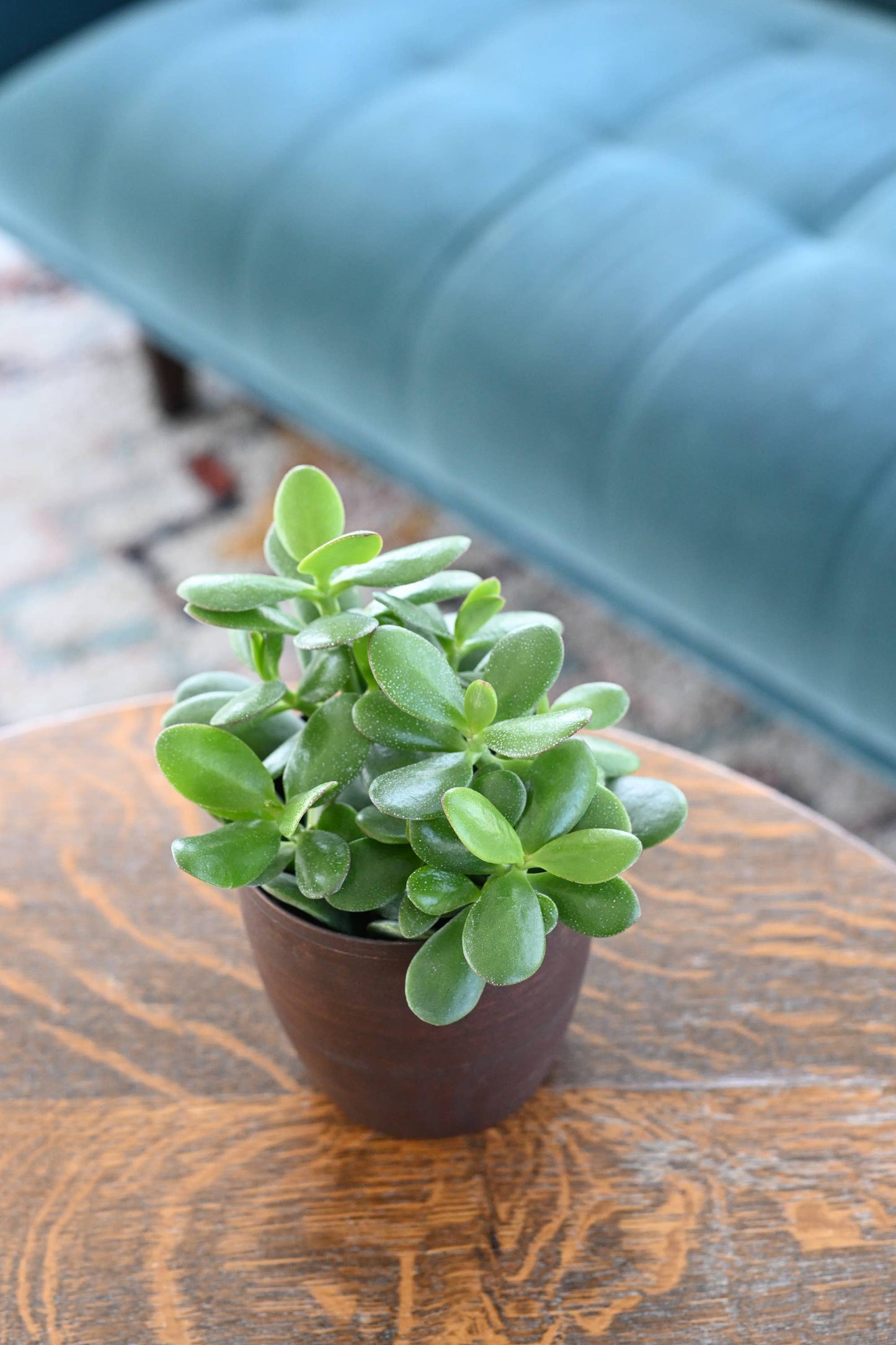 Jade Succulent Plant - Live Plant