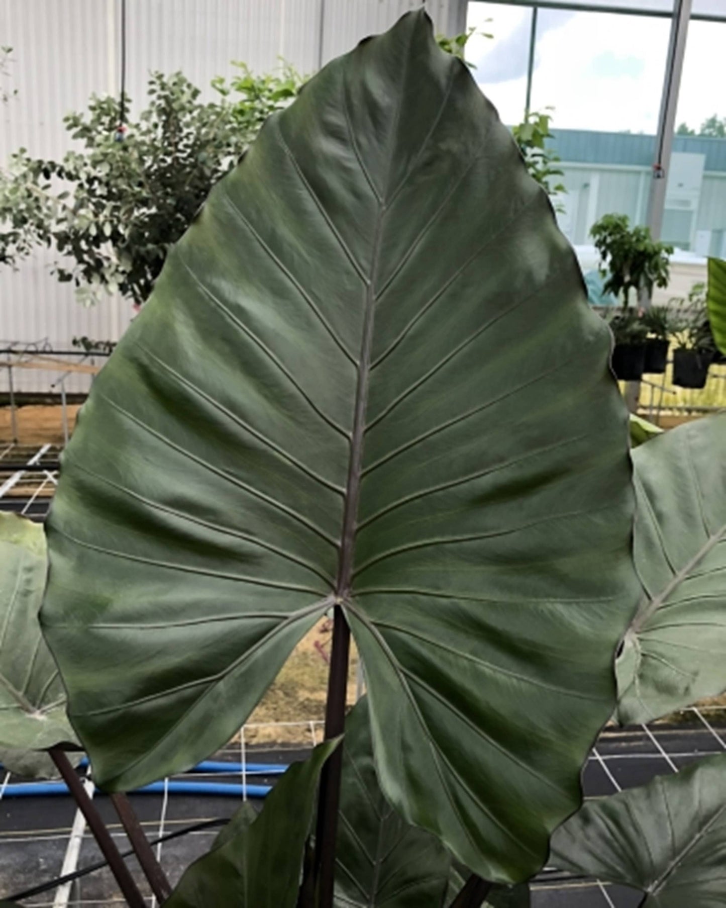 Alocasia Metalhead starter