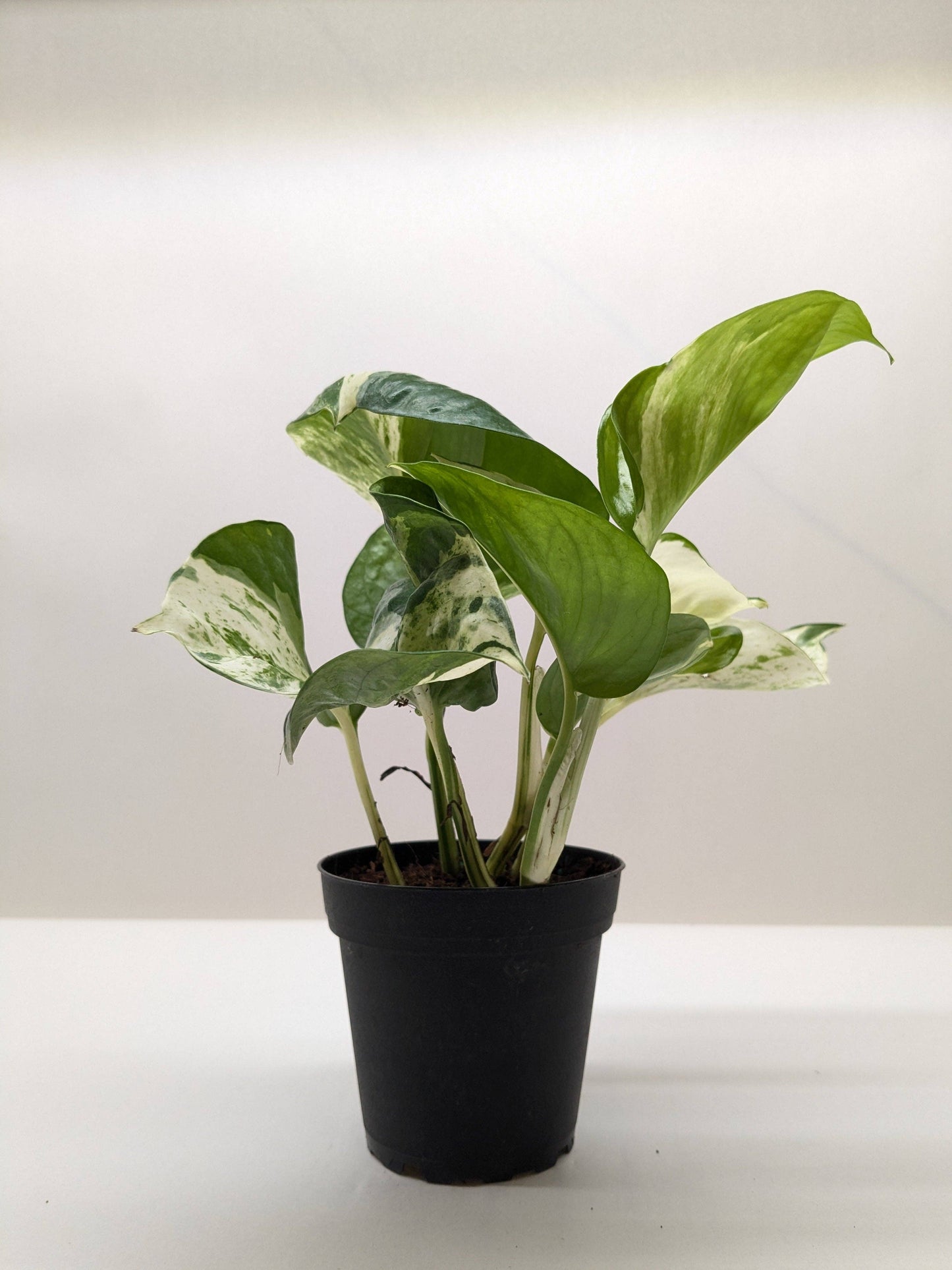 Pothos Manjula