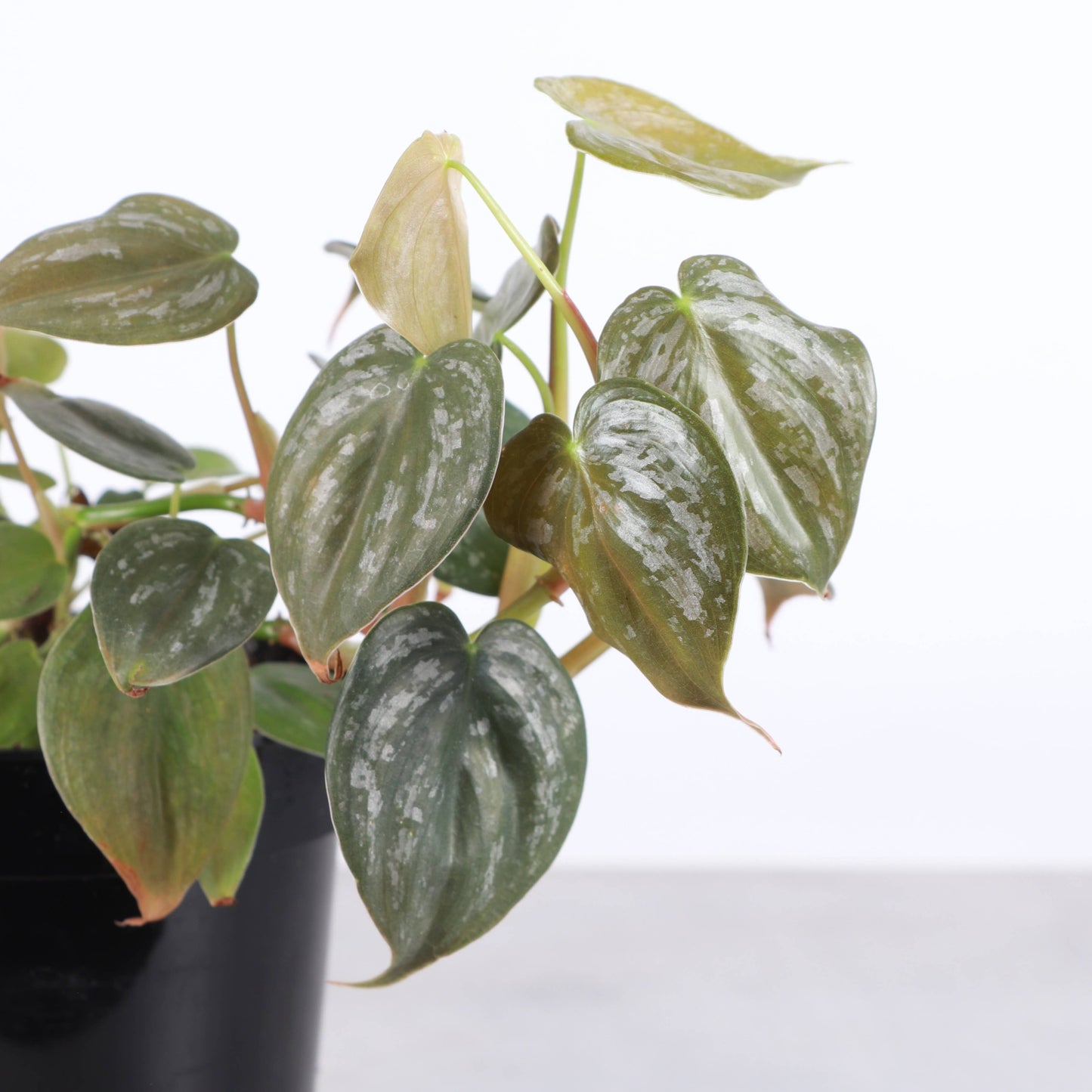 Philodendron Brandtianum - Live Plant