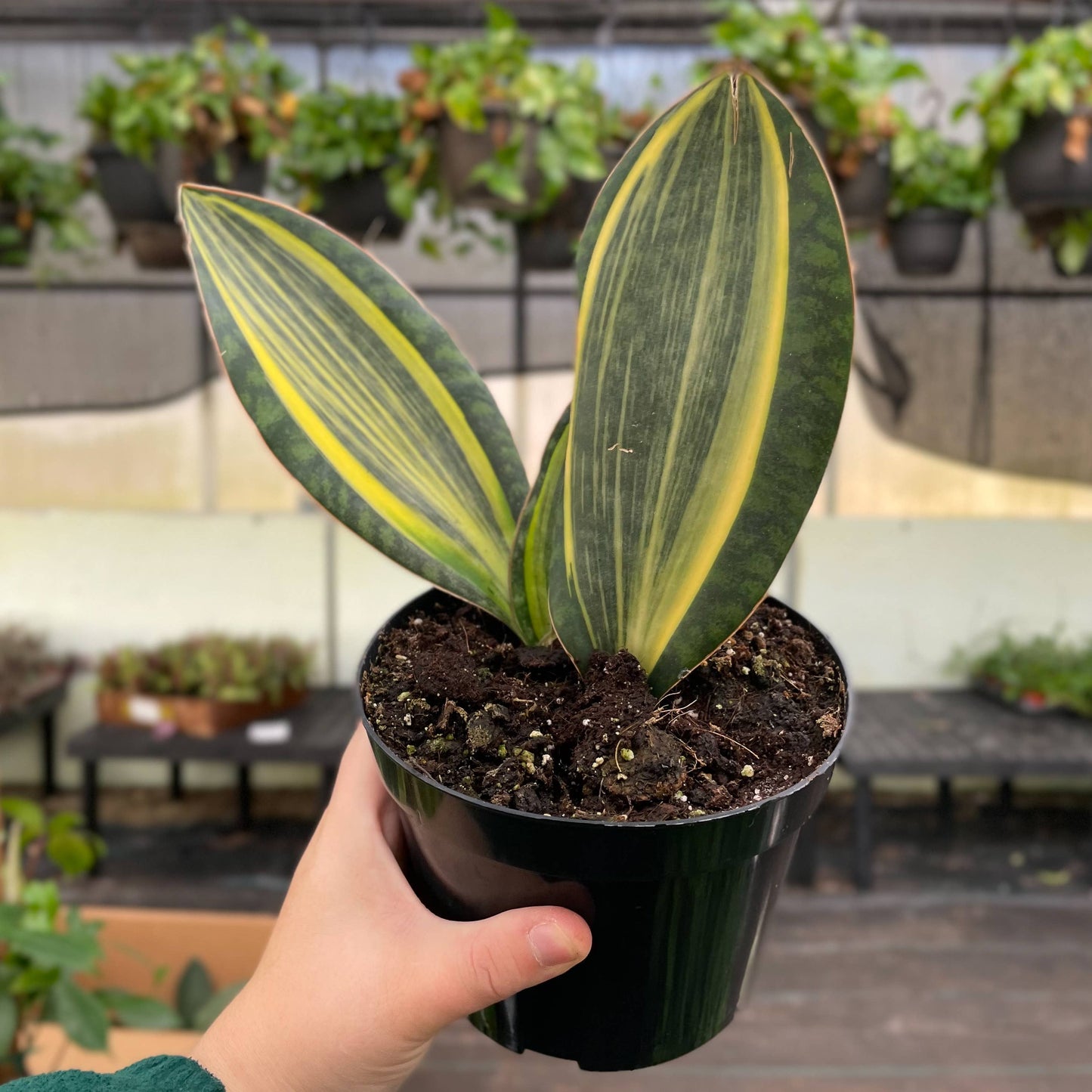 Variegated Whale Fin Snake Plant - Live Plant - Rare