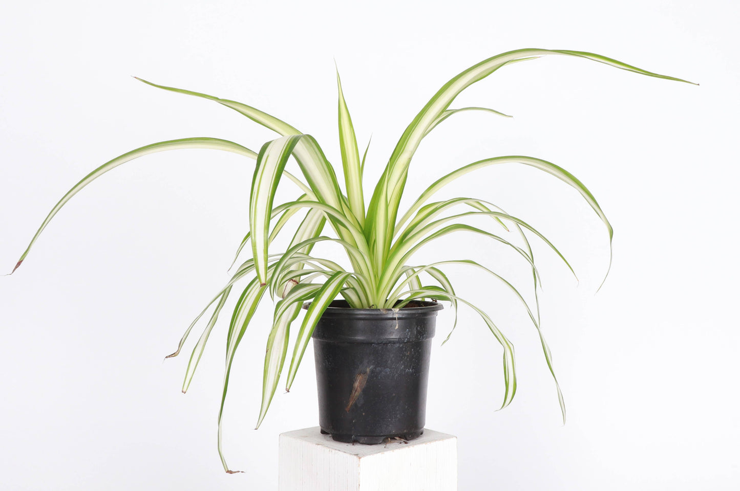 Spider Plant - Live Plant