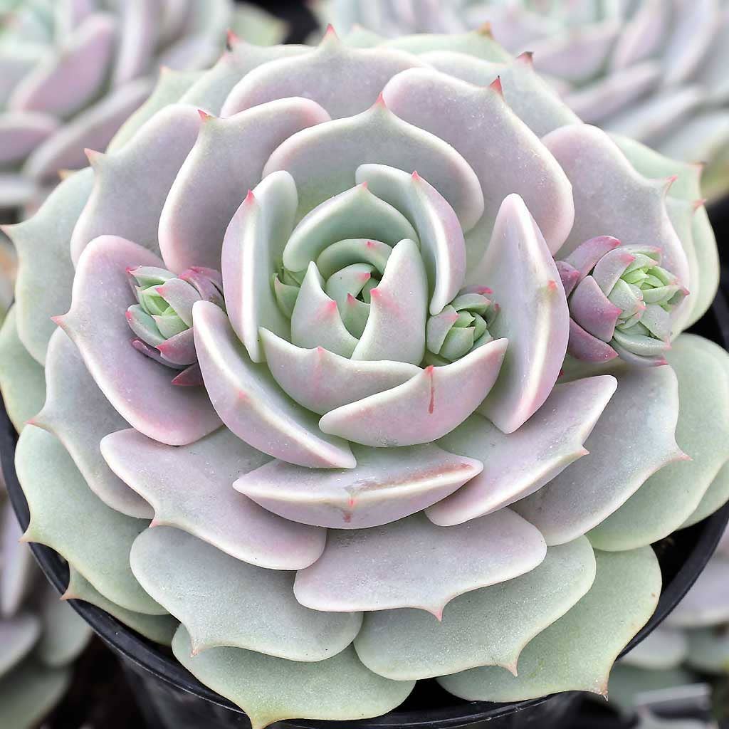 Echeveria 'Lola'
