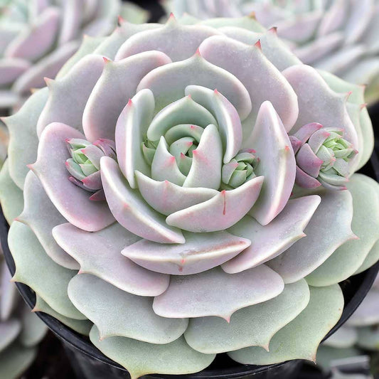 Echeveria 'Lola'