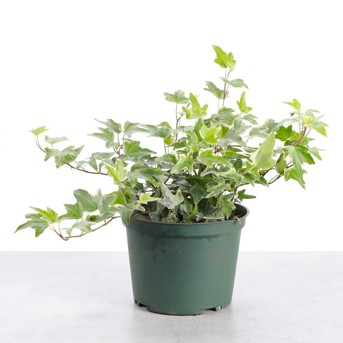 Variegated English Ivy - Live Plant
