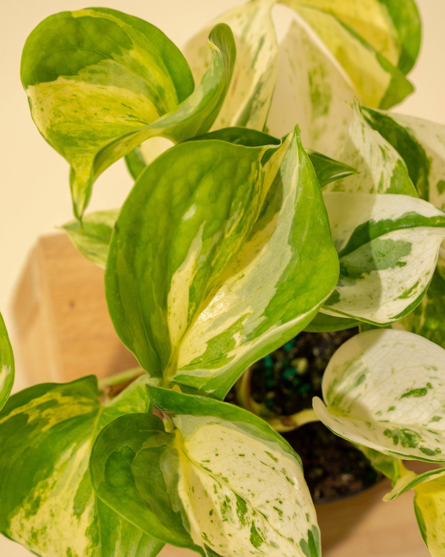 4" Epipremnum Aureum 'Manjula Compacta'