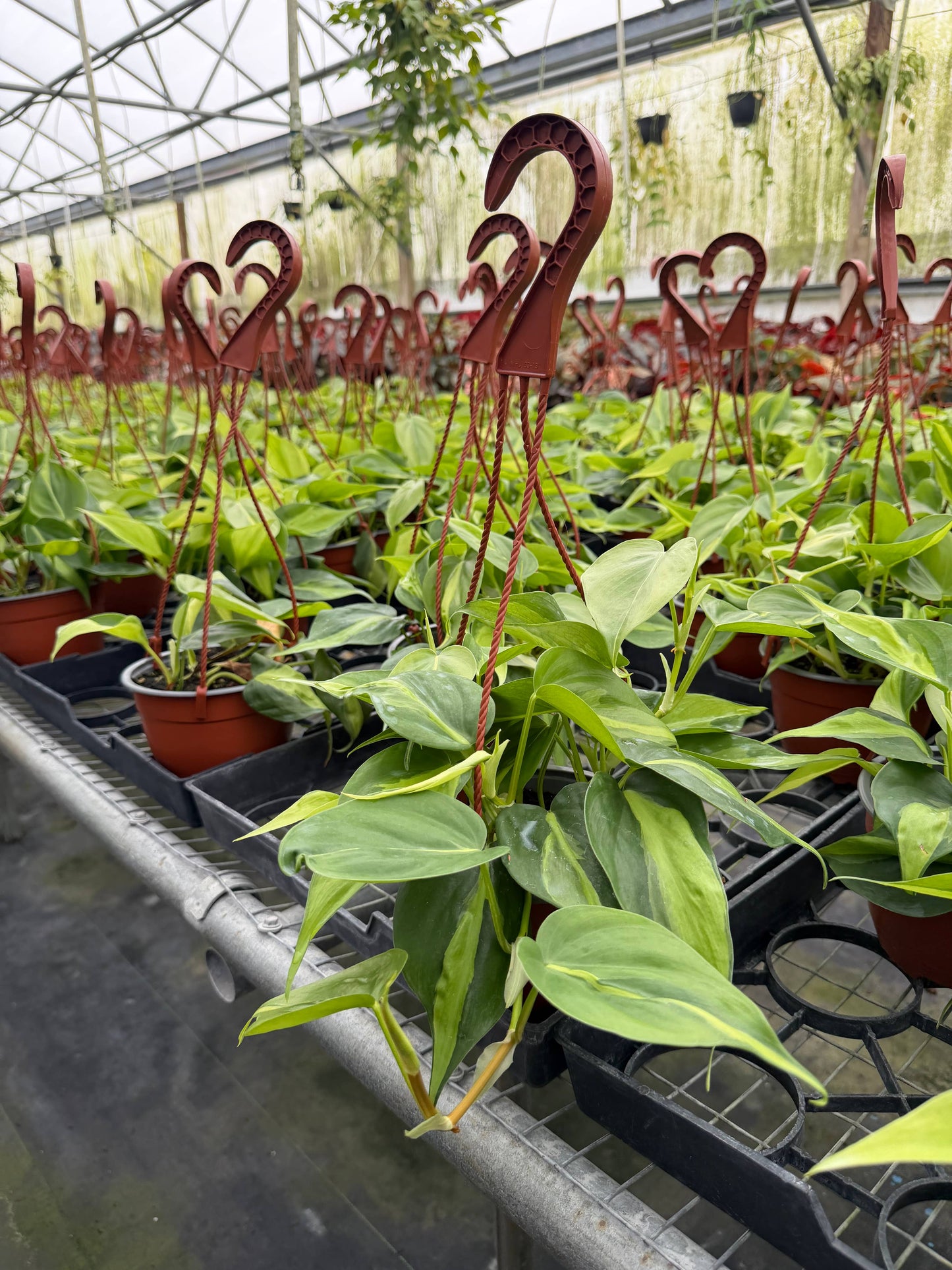 PHILODENDRON Brasil HB Live Plant 6in’