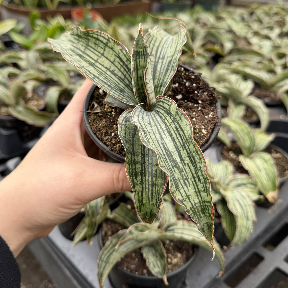 Cleopatra Snake Plant - 4" Live Plant - Rare