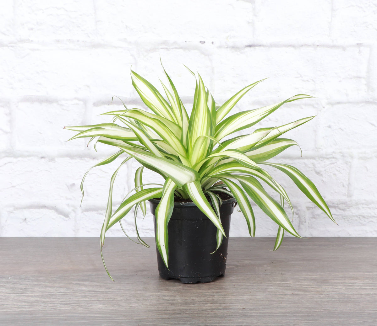 Spider Plant - Live Plant