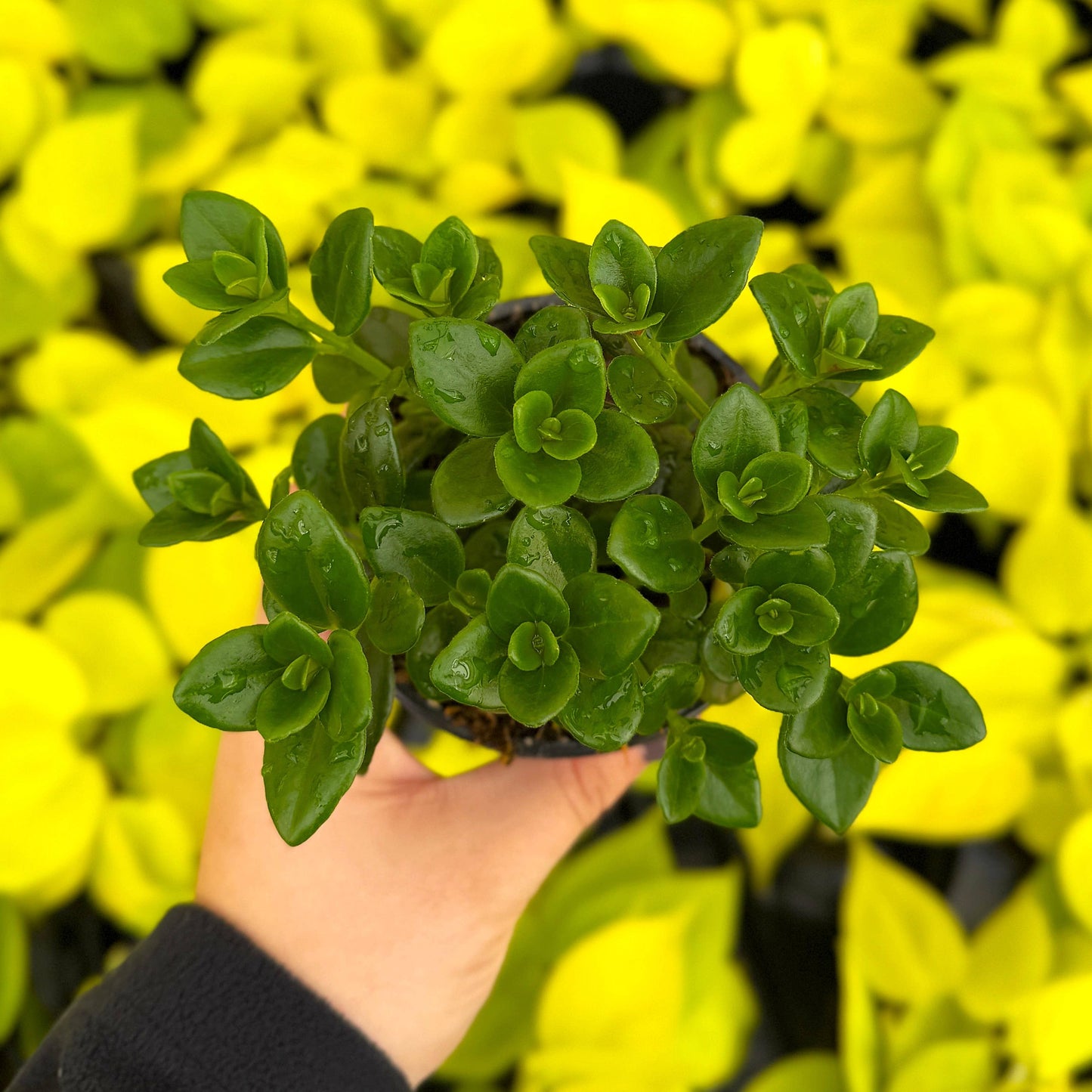 Goldfish Plant - Live Plant