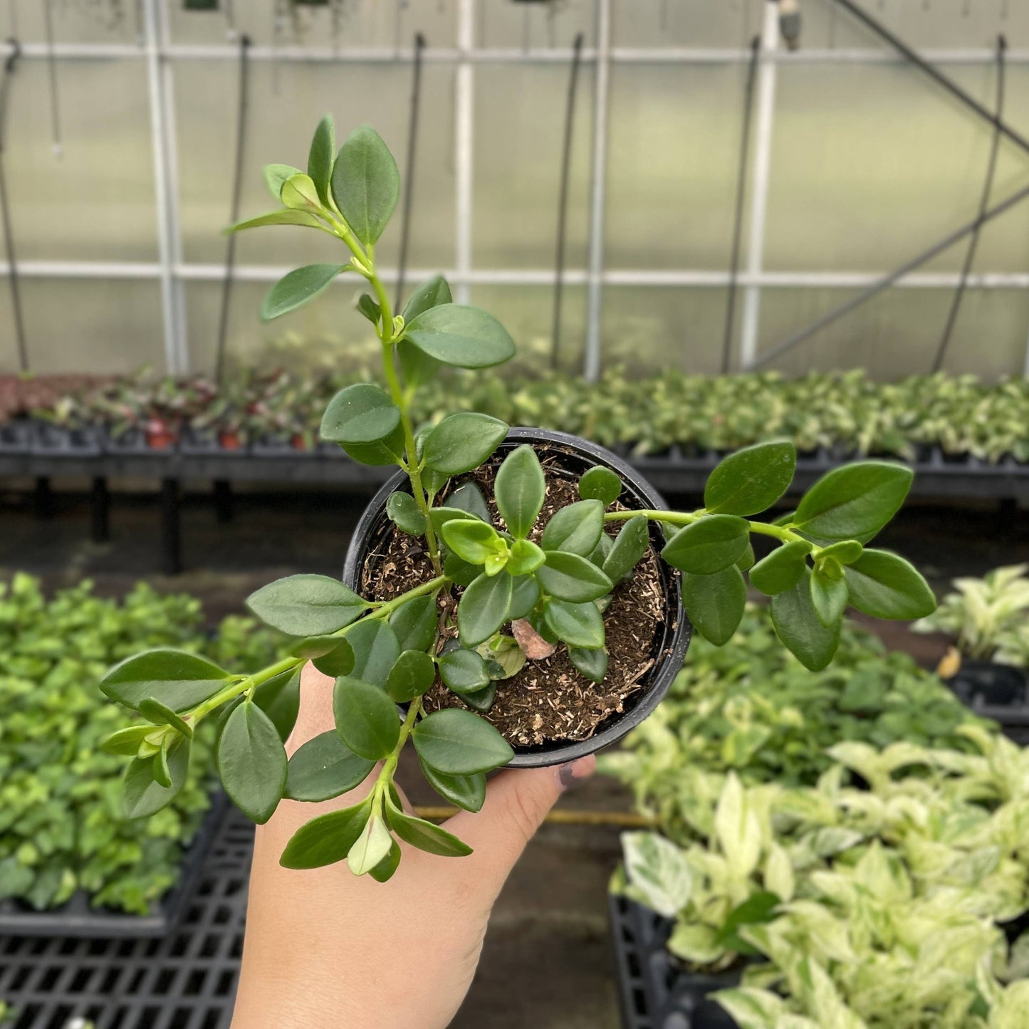 Goldfish Plant - Live Plant