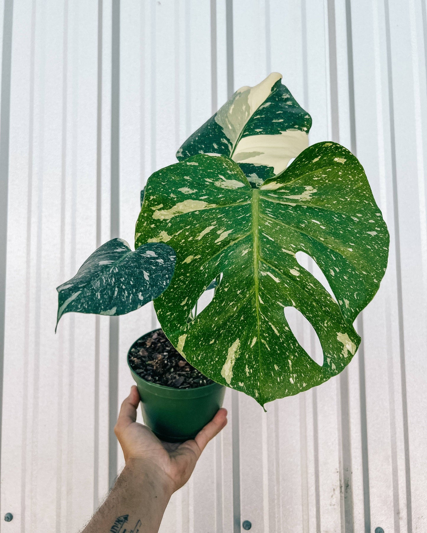 6" Monstera 'Thai Constellation'