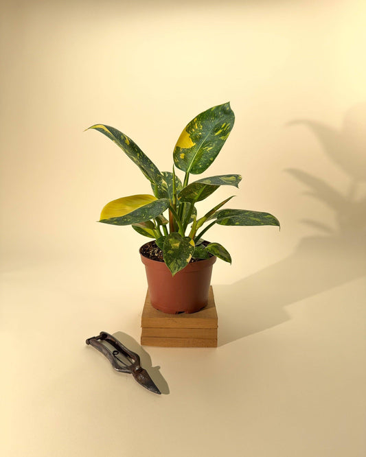 6" Variegated Philodendron Green Congo 'Copper Flame'