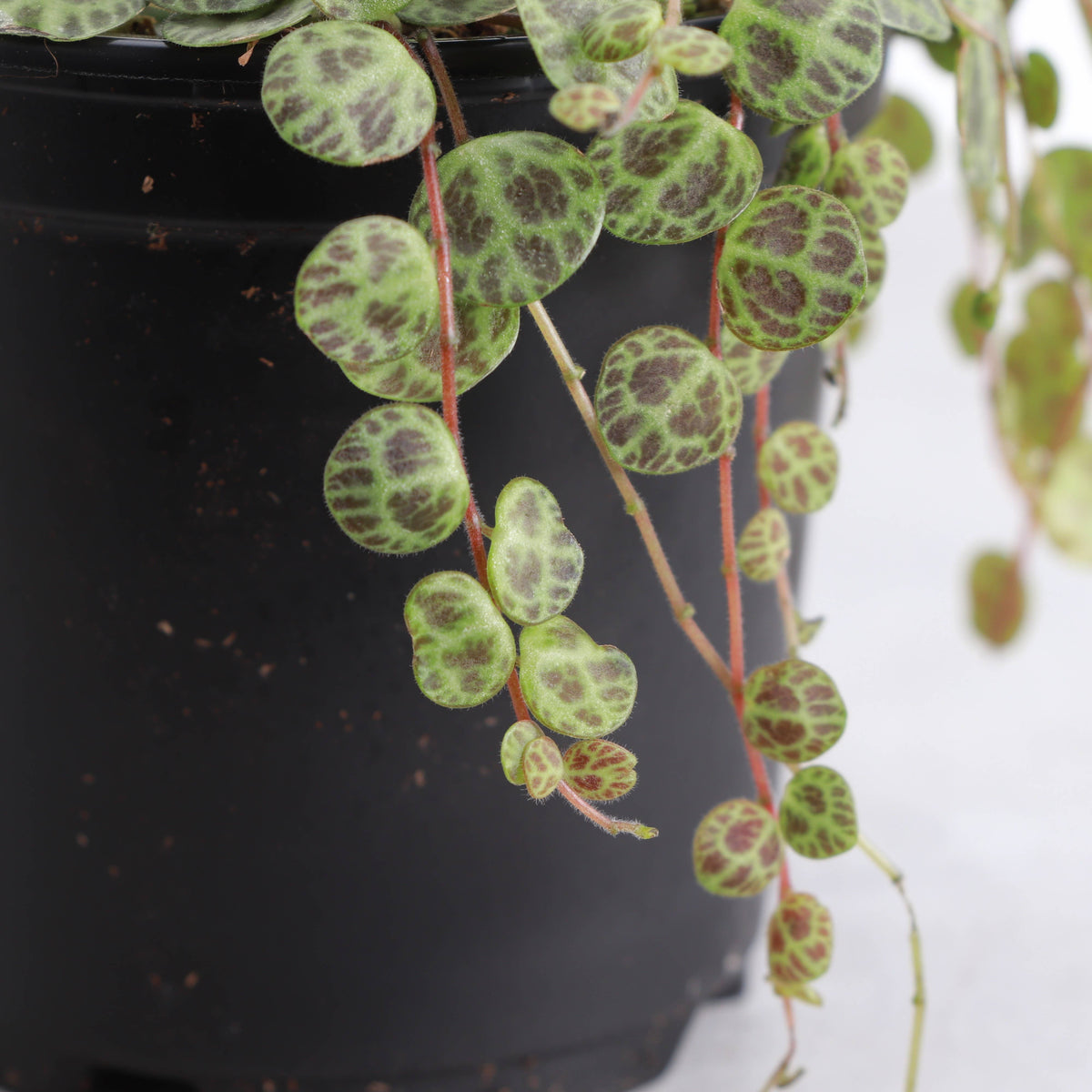 String of Turtles - Live Plant