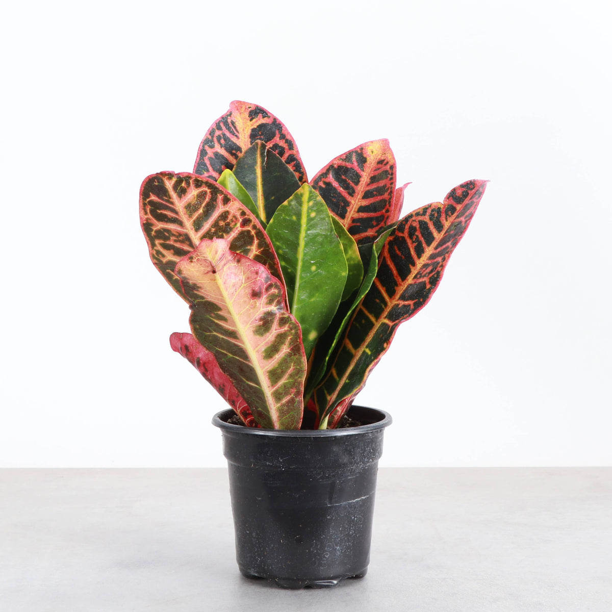 Petra Croton - Live Plant