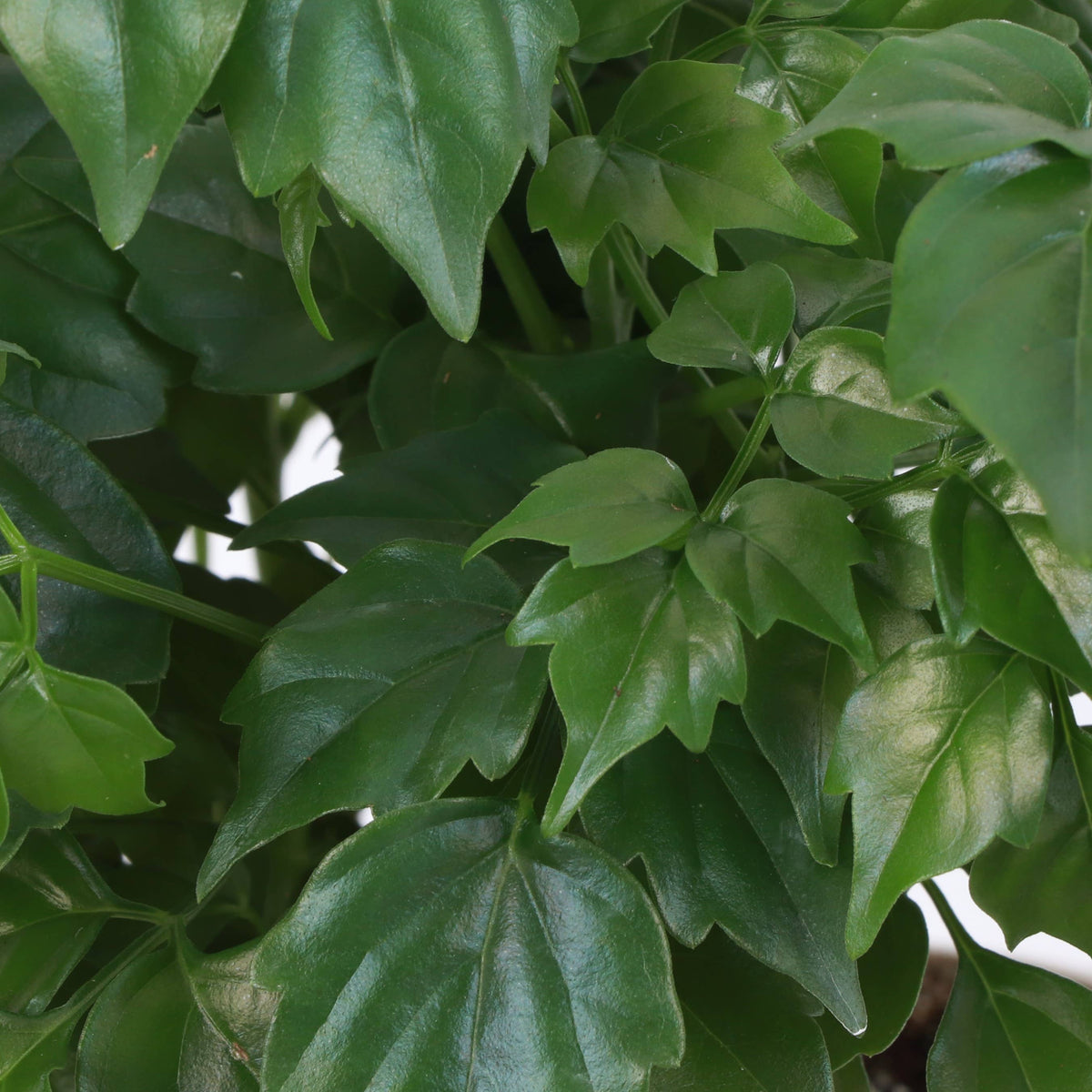 China Doll - 4" Live Plant