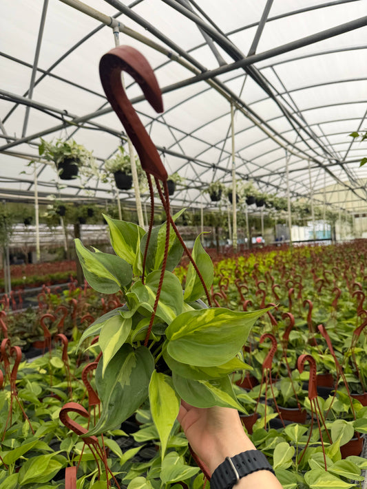 PHILODENDRON Brasil HB Live Plant 6in’