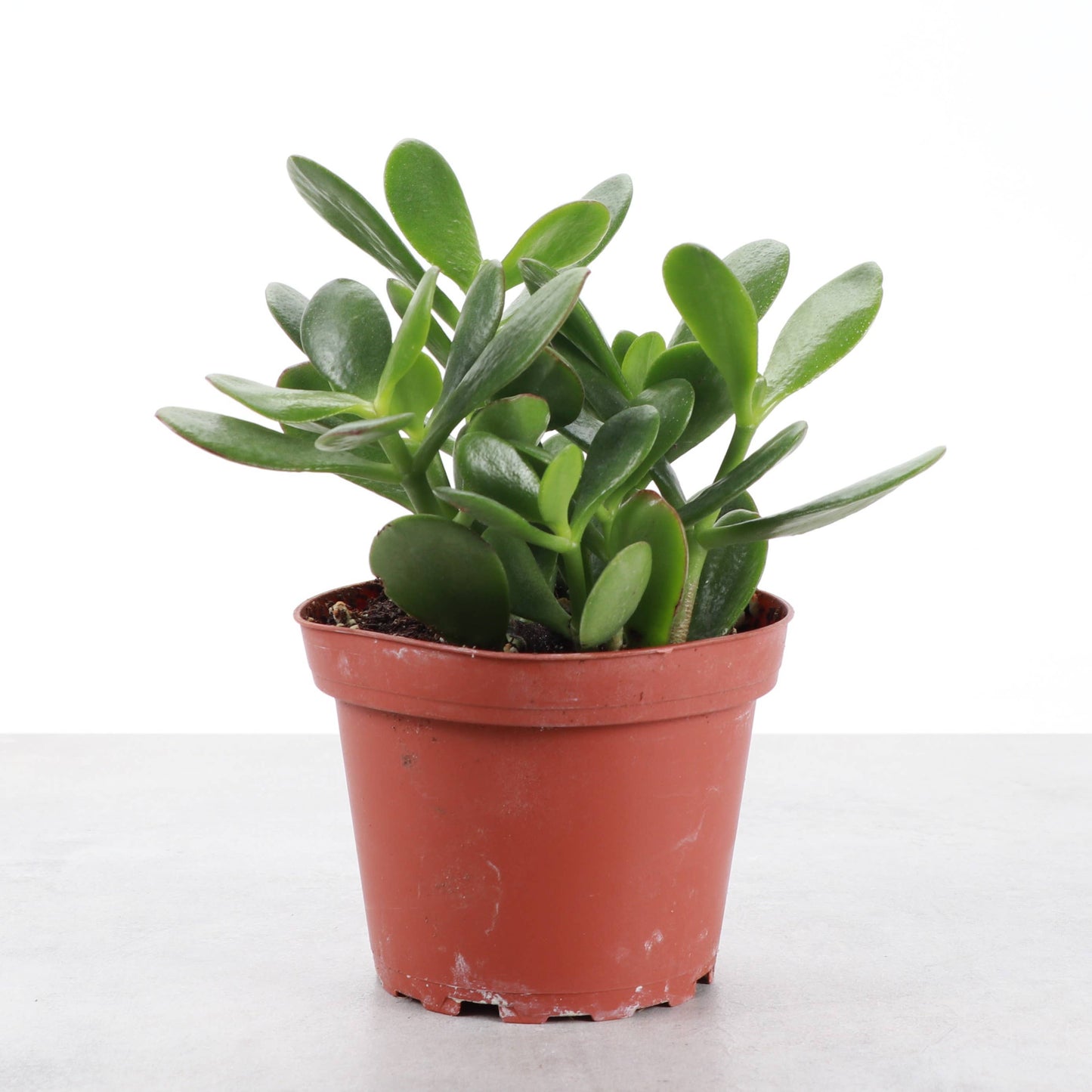 Jade Succulent Plant - Live Plant