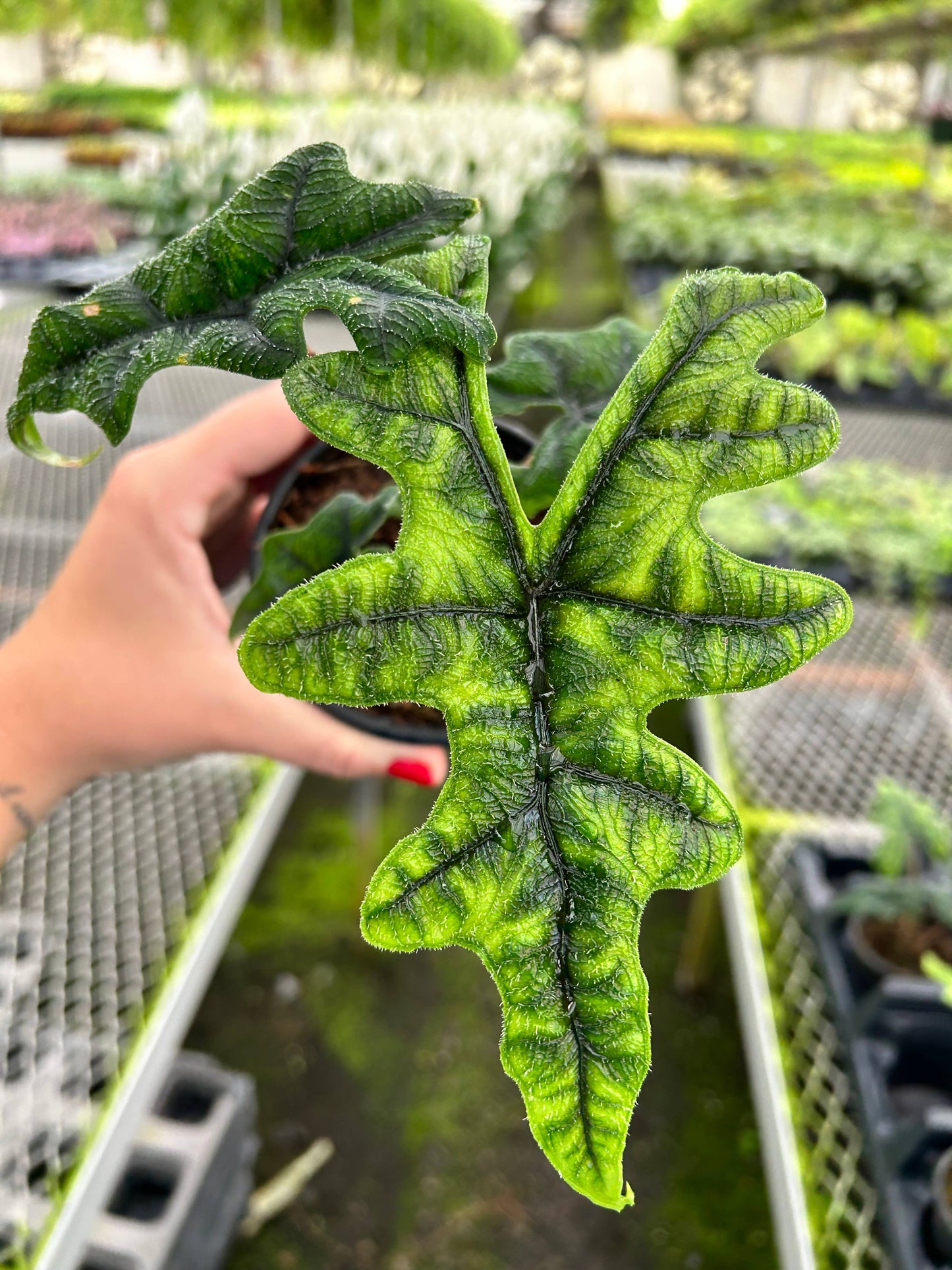 Alocasia Jacklyn - 4" Live Plant - RARE