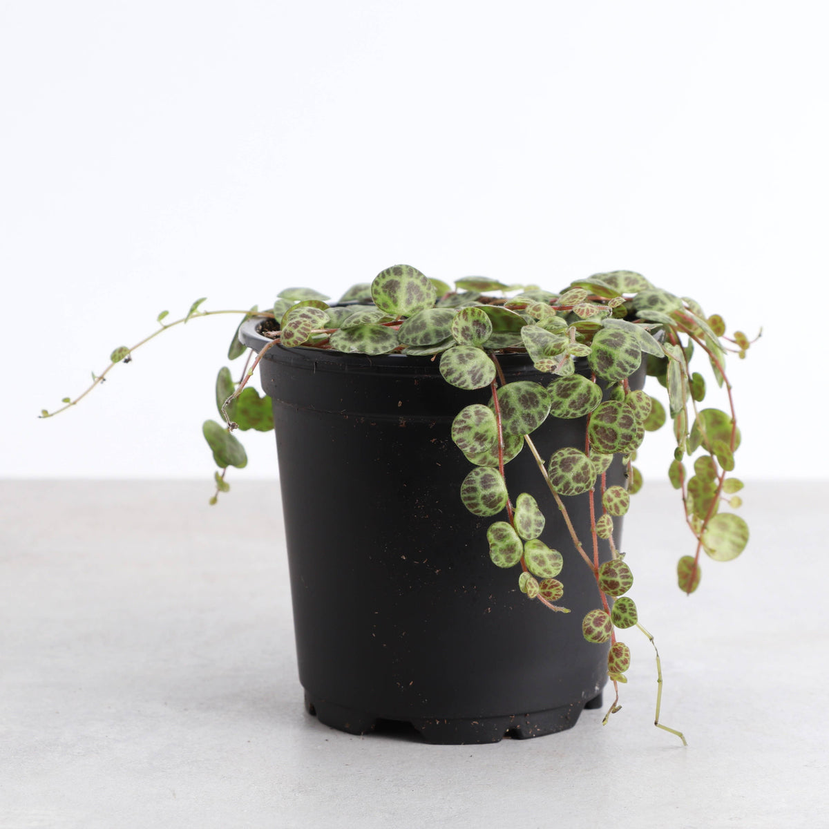 String of Turtles - Live Plant