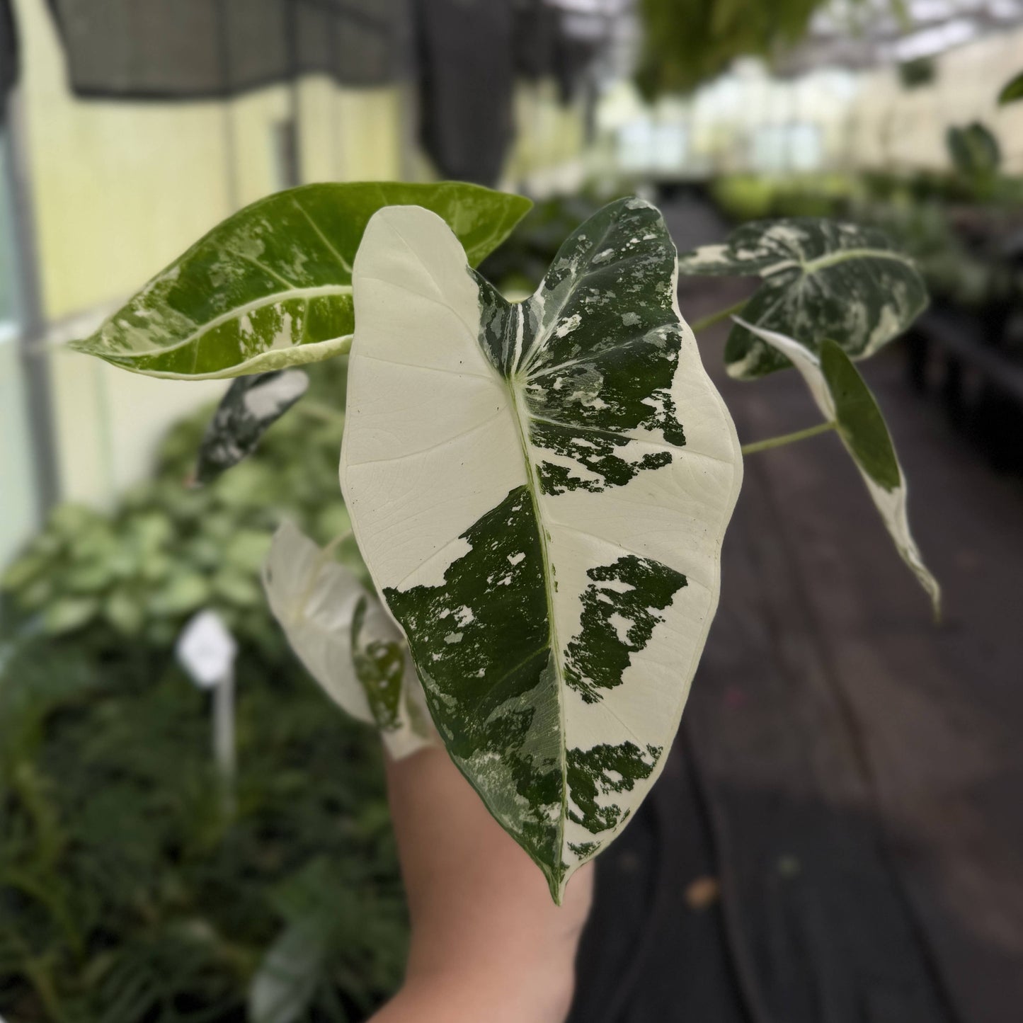 Variegated Alocasia Frydek - 4" Live Plant