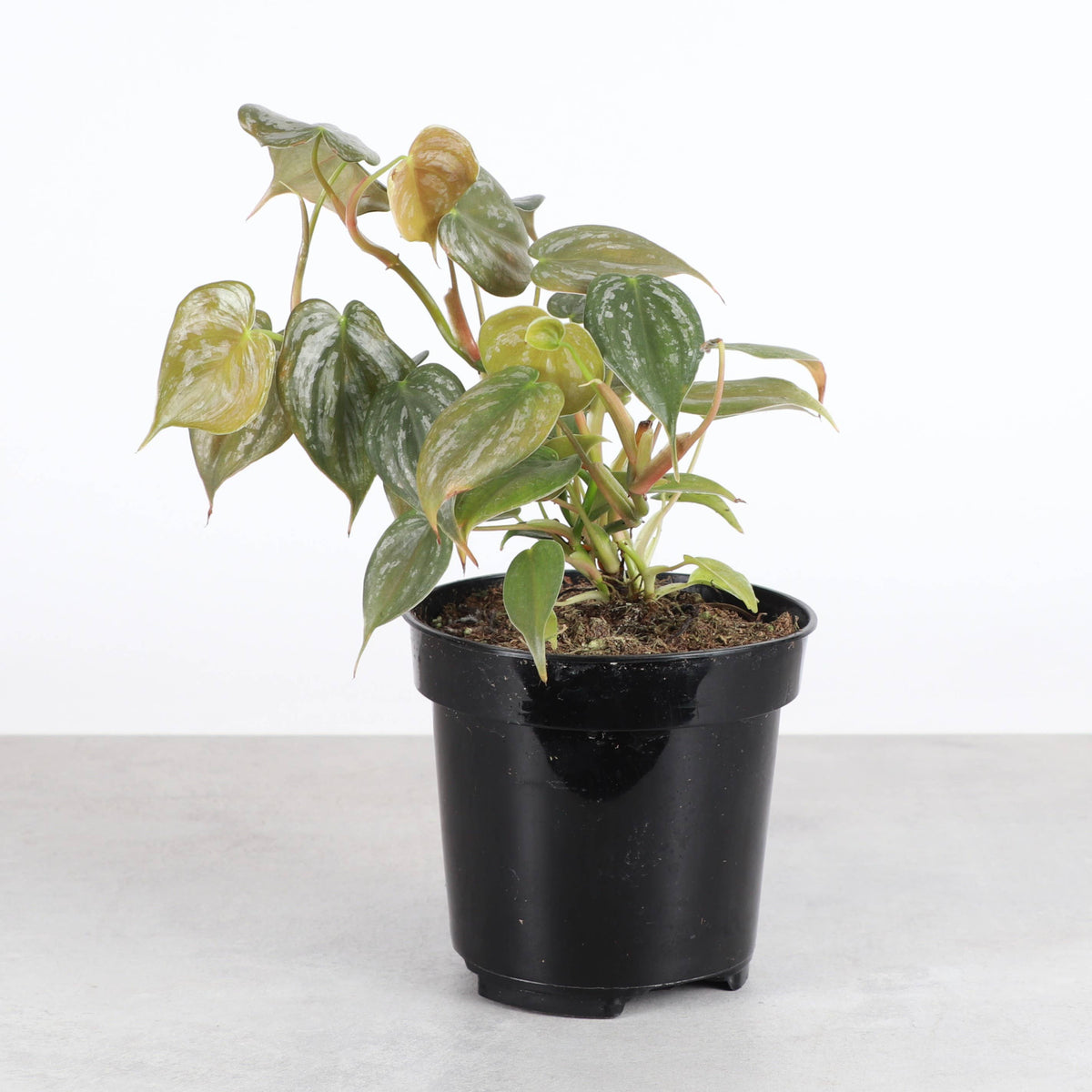Philodendron Brandtianum - Live Plant