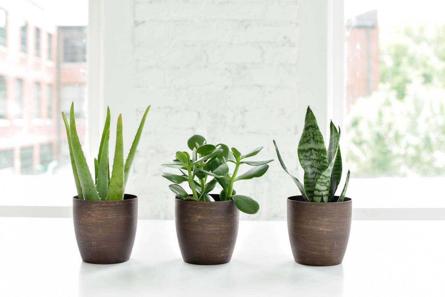 Jade Succulent Plant - Live Plant
