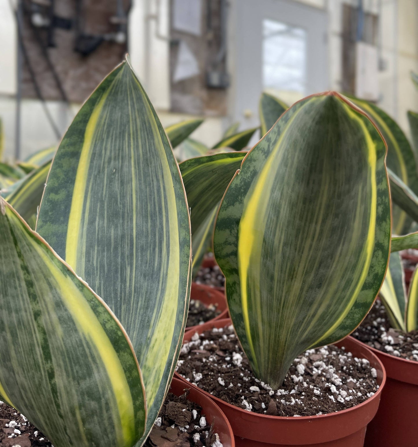 Variegated Whale Fin Snake Plant - Live Plant - Rare