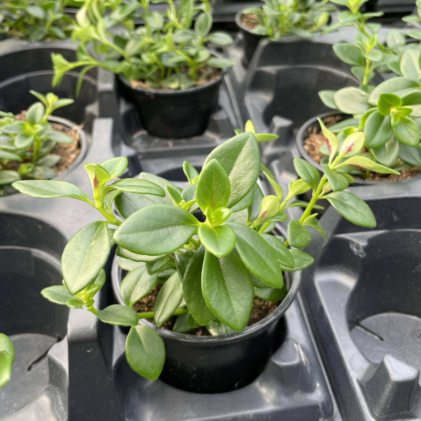 Goldfish Plant - Live Plant