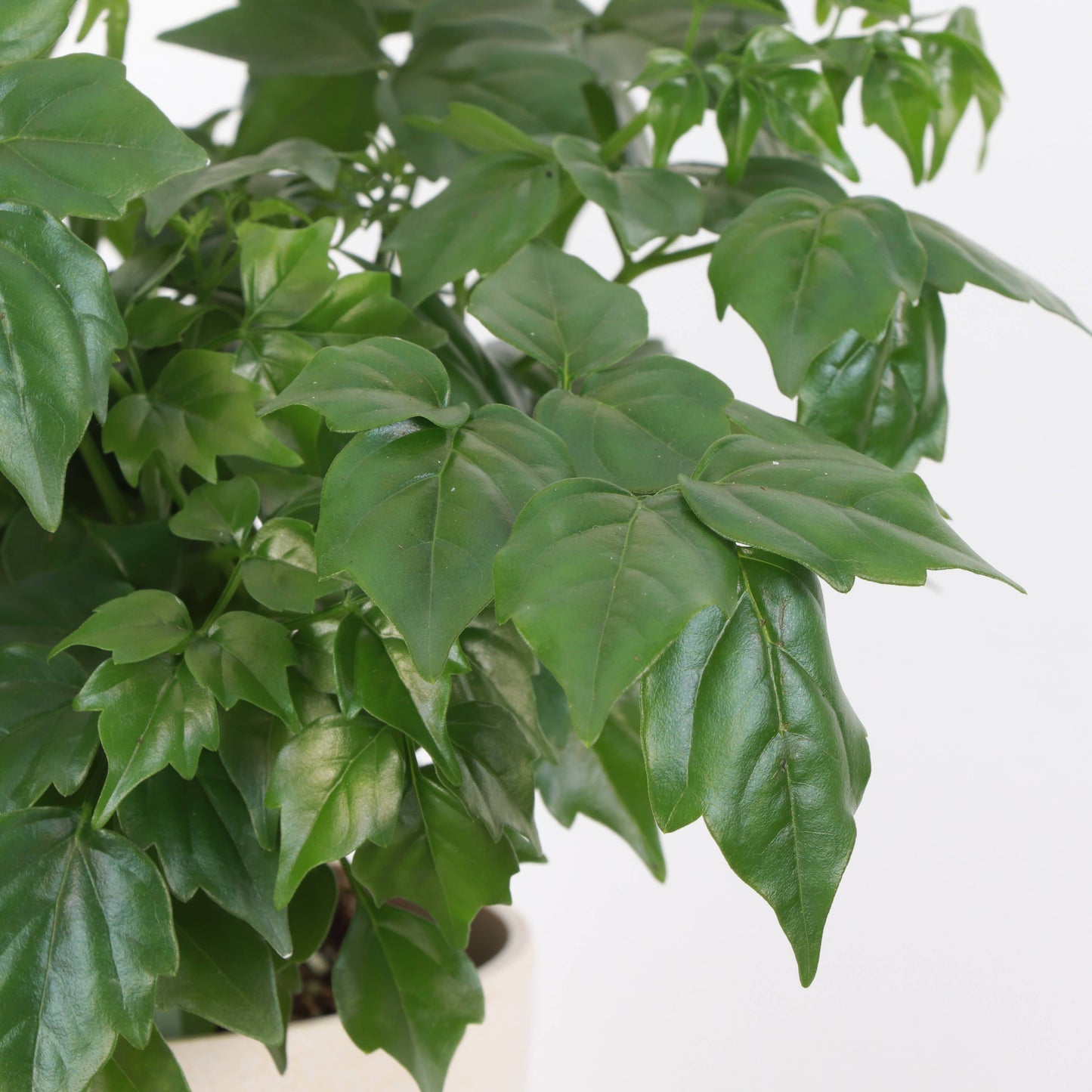 China Doll - 4" Live Plant